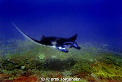 Manta ray at Manta Point, Bali by Kjersti Jorgensen 